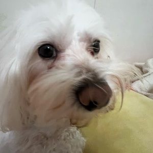 Meet your Posher, Kayle